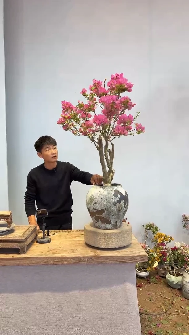 以实际为准三角梅13