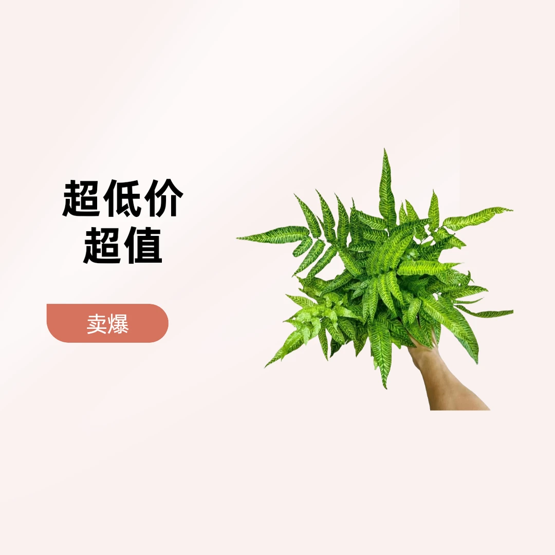 黄金斑马苔藓球蕨进口绿植花卉耐阴净化空气常绿草本