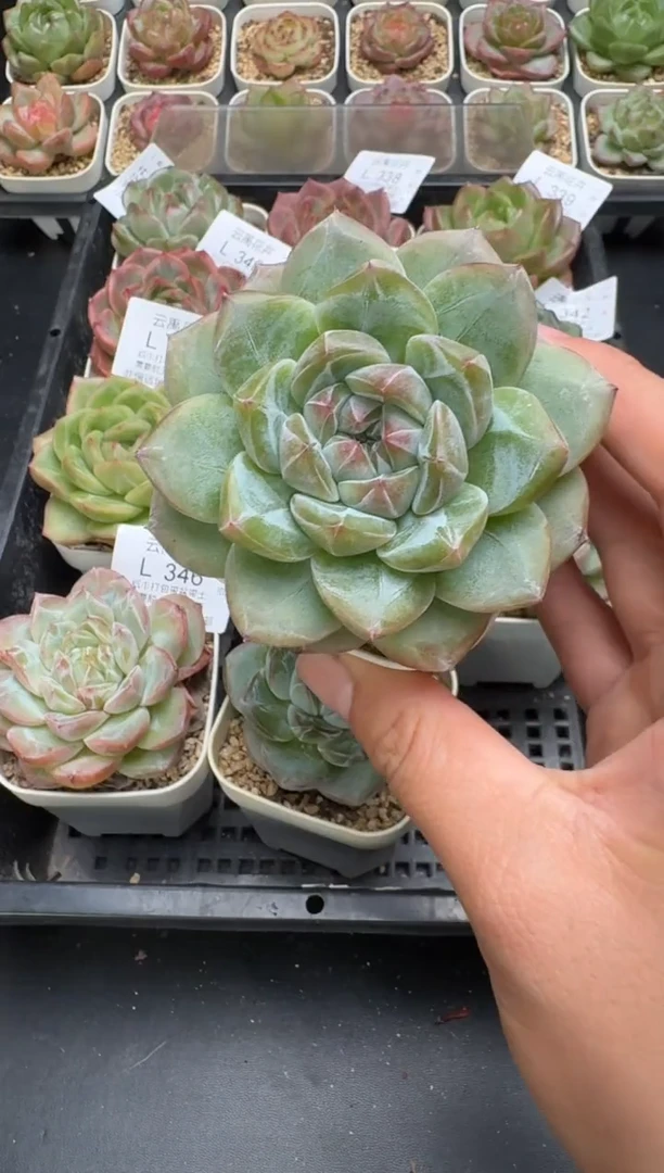 348L当天拍3颗包柚 带盆土纸巾打包 云禹花卉 珍妮多肉植物