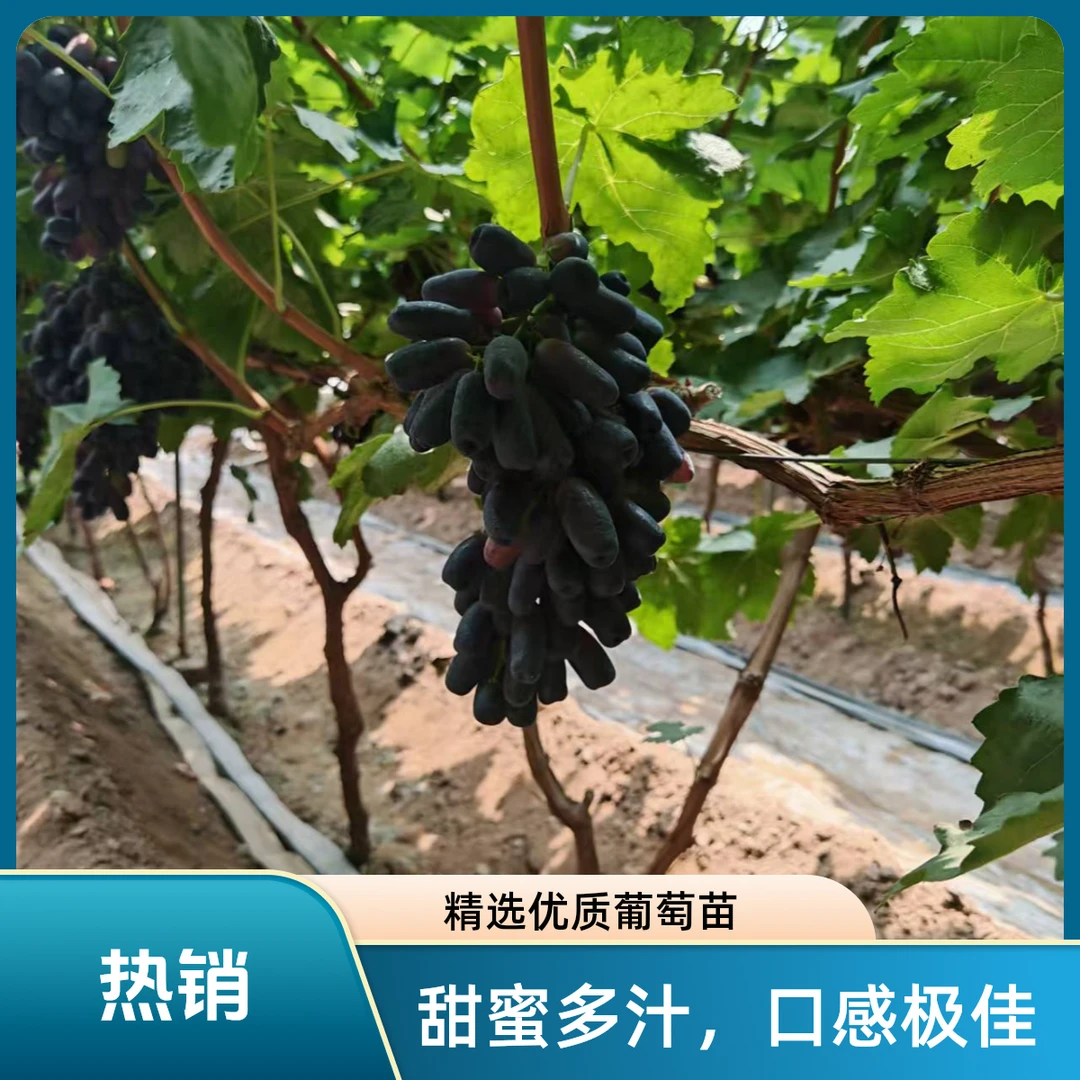 山西清徐金手指蓝宝石无籽葡萄新鲜采摘当季水果京东包邮