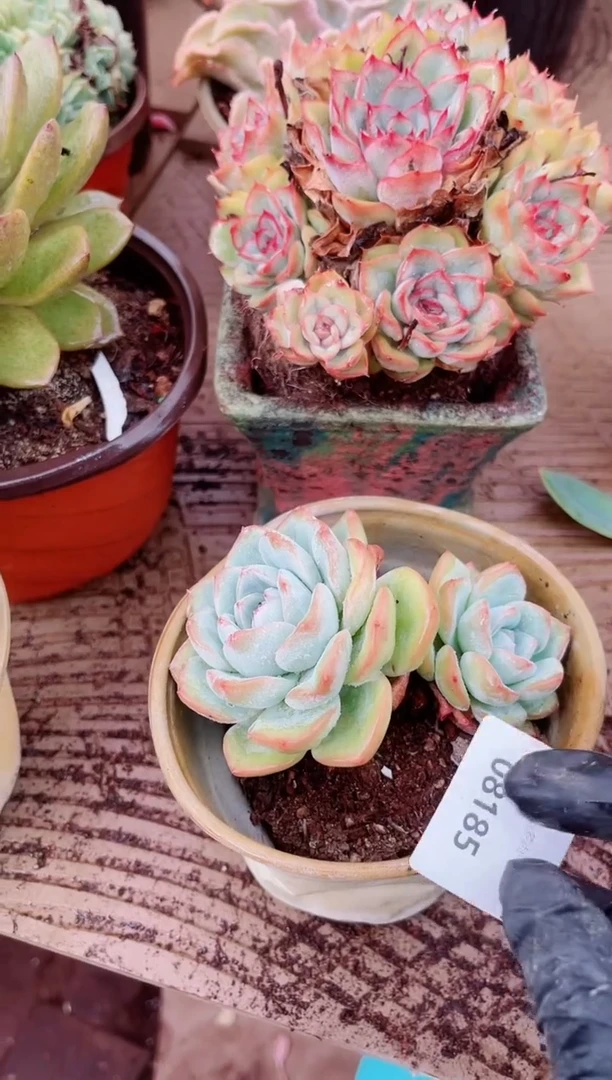 ?**光08186多肉植物一物一拍