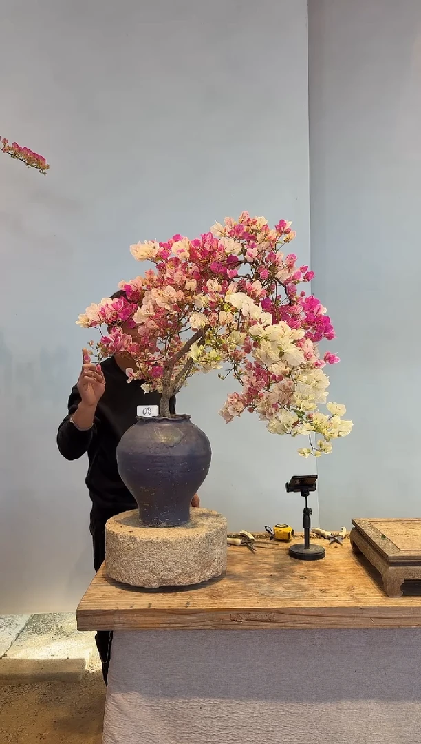 以实际为准三角梅8