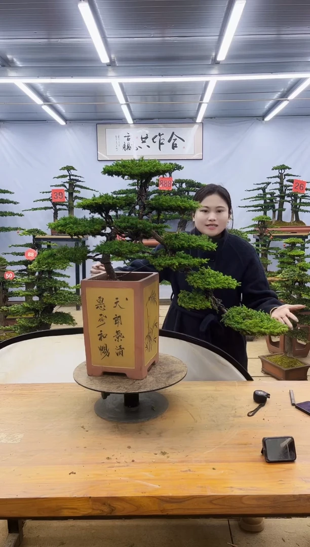 【闪购商品】高端盆景一物一拍，所见即所得