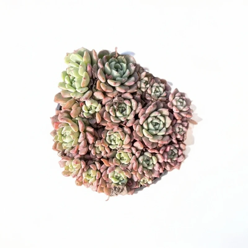 可爱泡泡喜阳耐旱带盆带土多肉盆栽适合阳台办公室