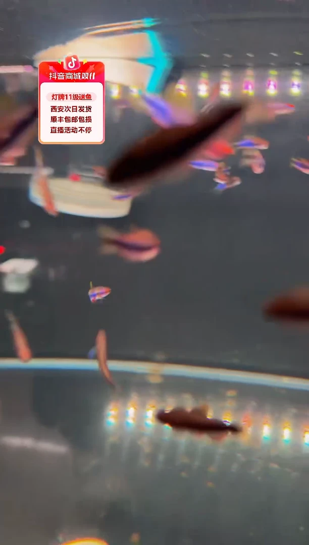 灯科鱼甜*吃海克斯