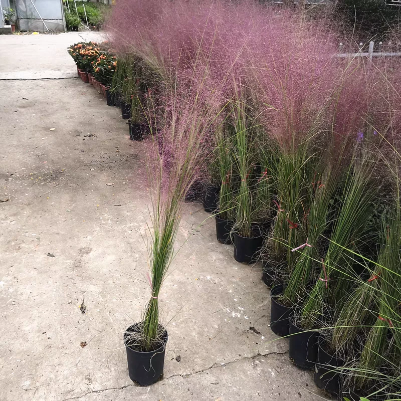 粉黛乱子草小众氛围感高级感鲜花花材用于拍照装饰