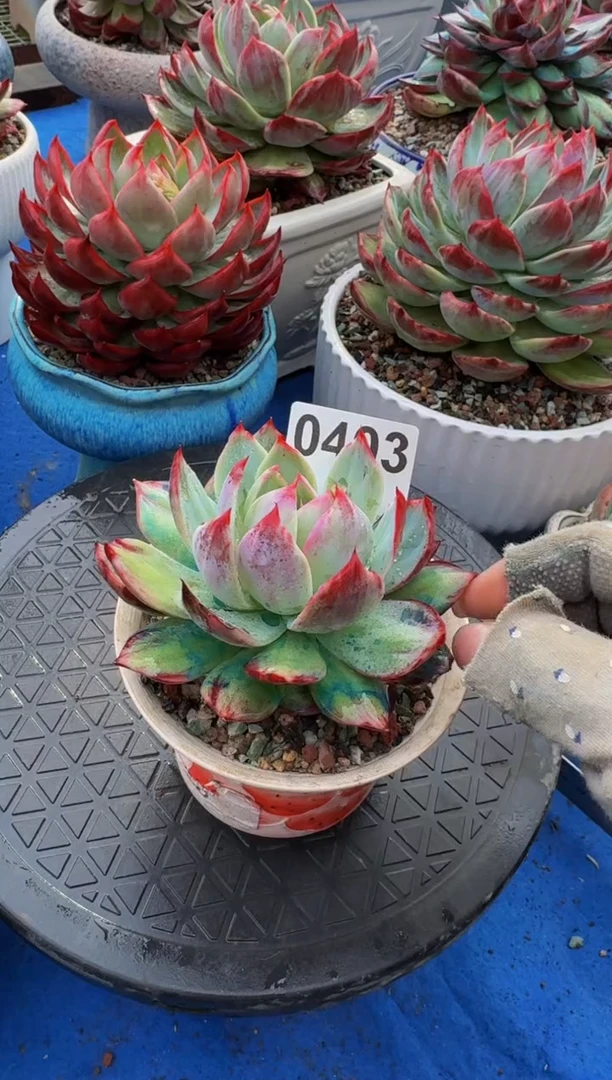 【闪购商品】0403惊鸿仙子（裸根发货）