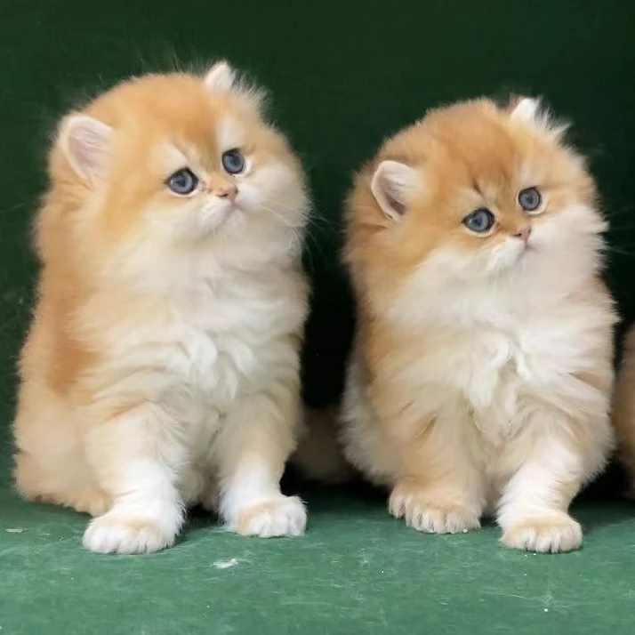 【喜宠喵喵】可爱小喵喵