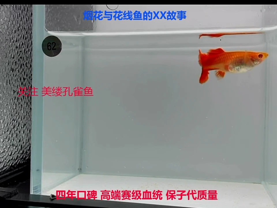 孔雀鱼超大背超红高端体验1对