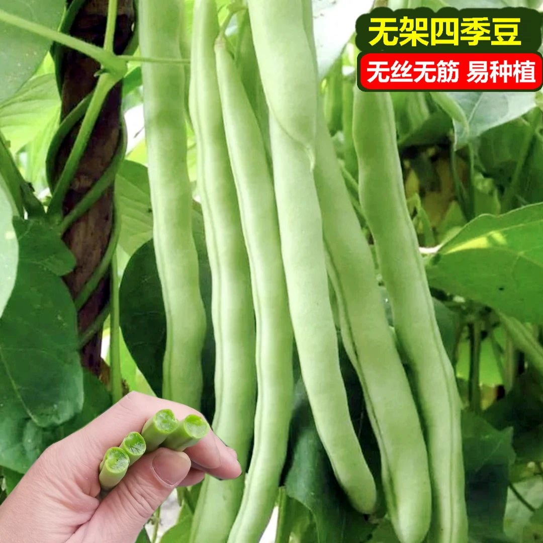 早熟无架四季豆种子阳台小院可盆栽播种春季架豆蔬菜种子无筋扁豆