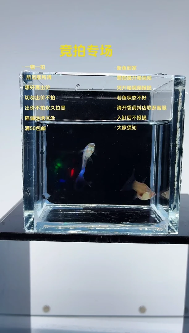 孔雀鱼赛线新加蓝一对-52