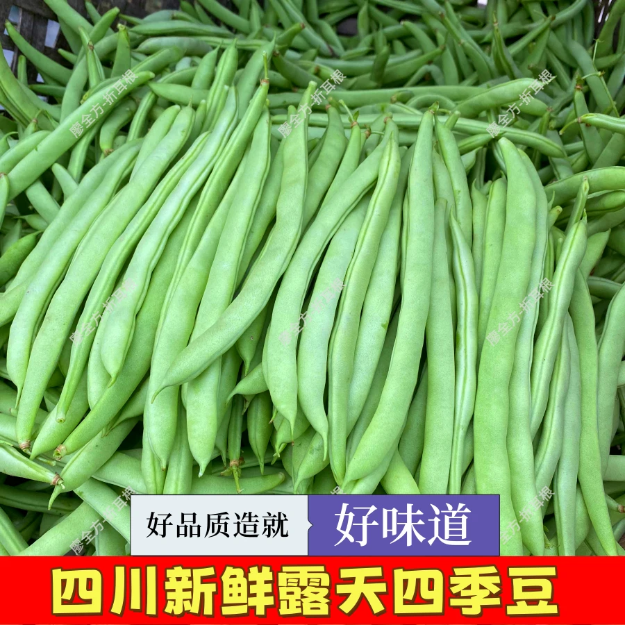 【廖全方优选】四川优质露天四季豆新鲜菜豆现摘现发新鲜蔬菜