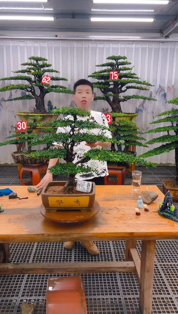 无花朵精品盆景直播间一物一拍