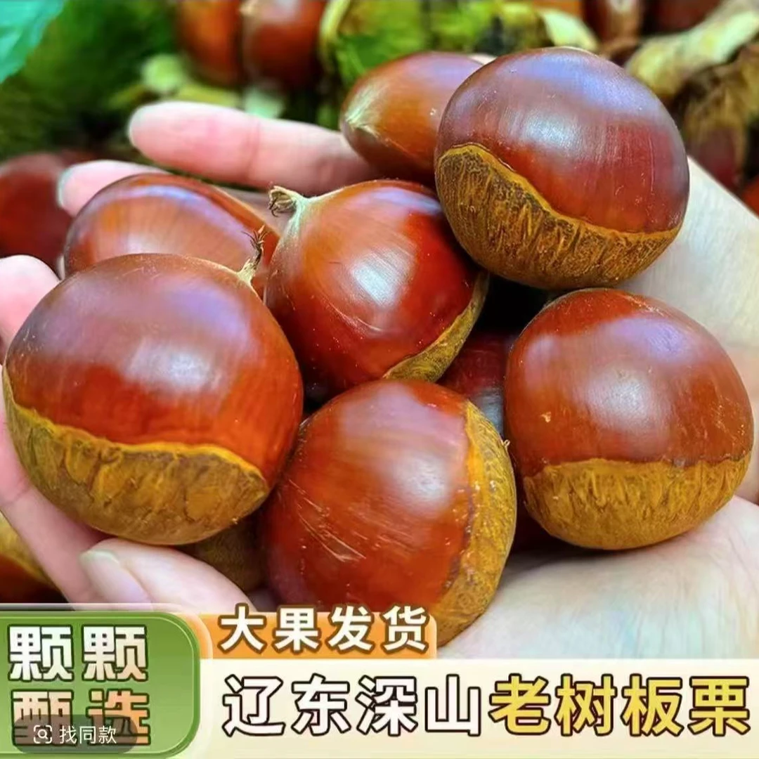 25年新摘东北板栗毛栗子非油栗子清甜粉老树栗子送简易塑料栗爪