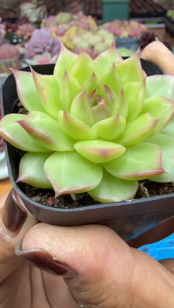 东云多肉园二店-123