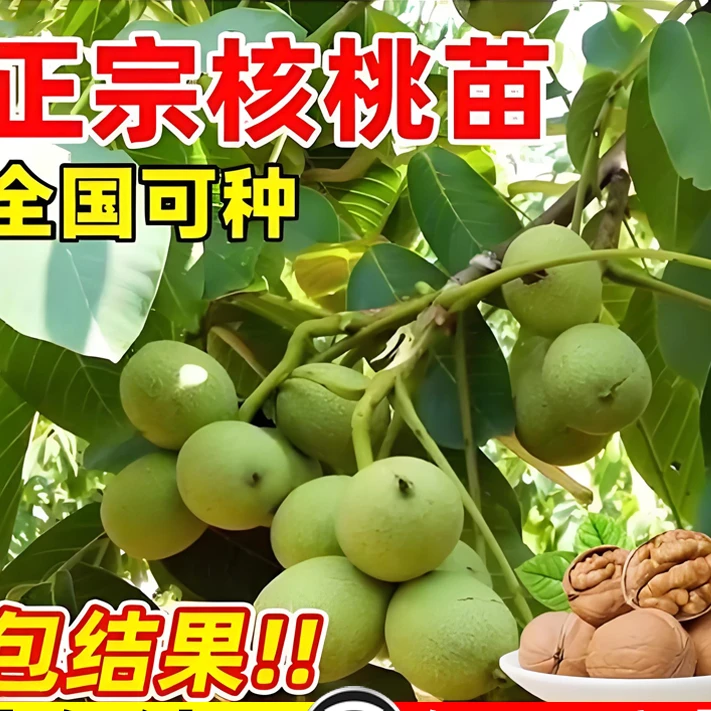 嫁接新疆核桃树苗地栽特大纸皮核桃树苗南北方种植果树苗当年结果