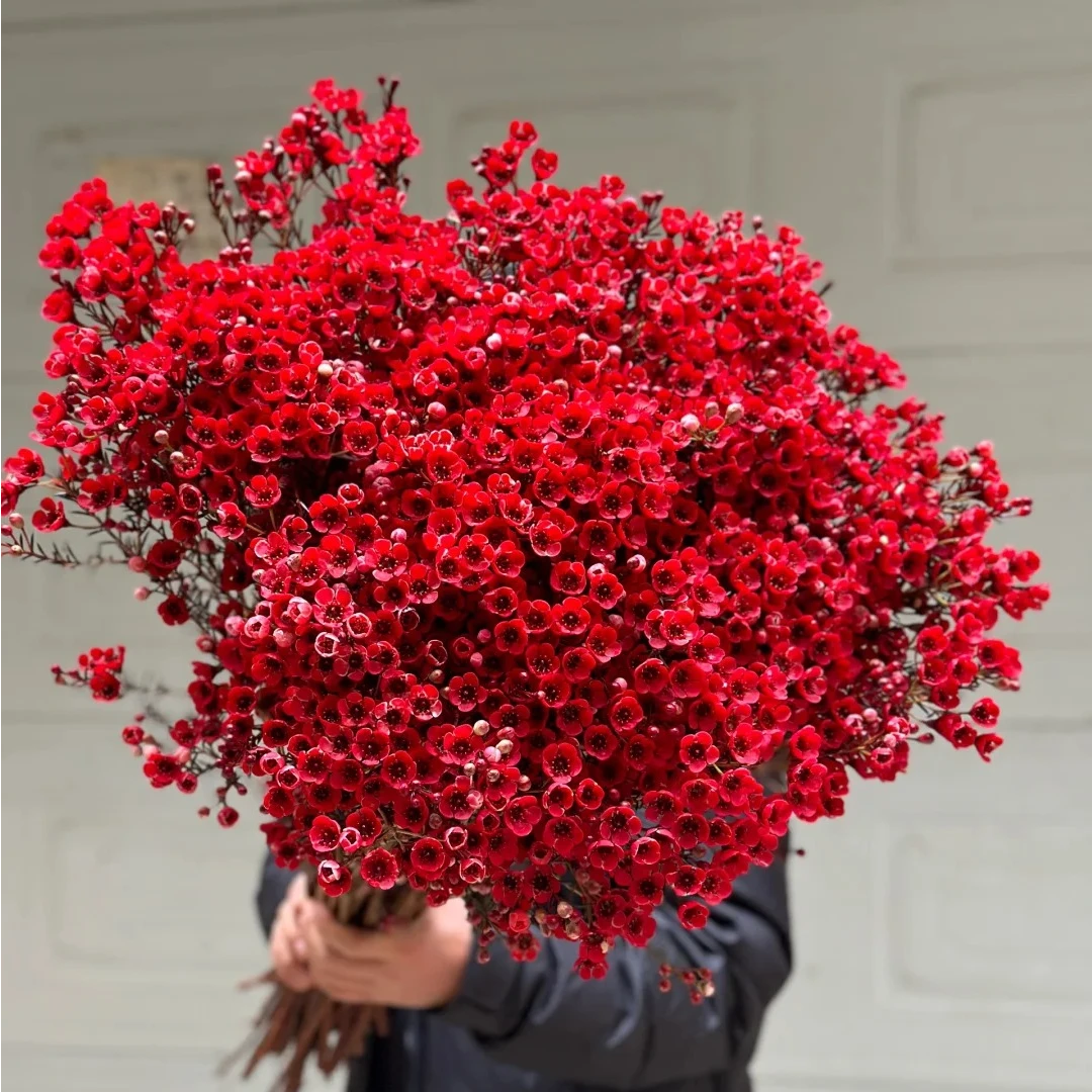 红色腊梅  三单京东（偏远ZT空运） 花苞需醒花摘叶揽收无法退款