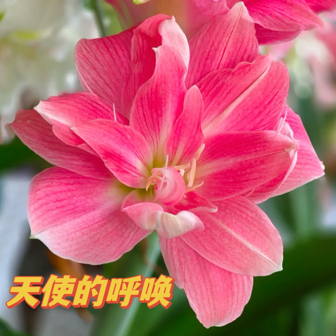 朱顶红  天使的呼唤 种球包对版
