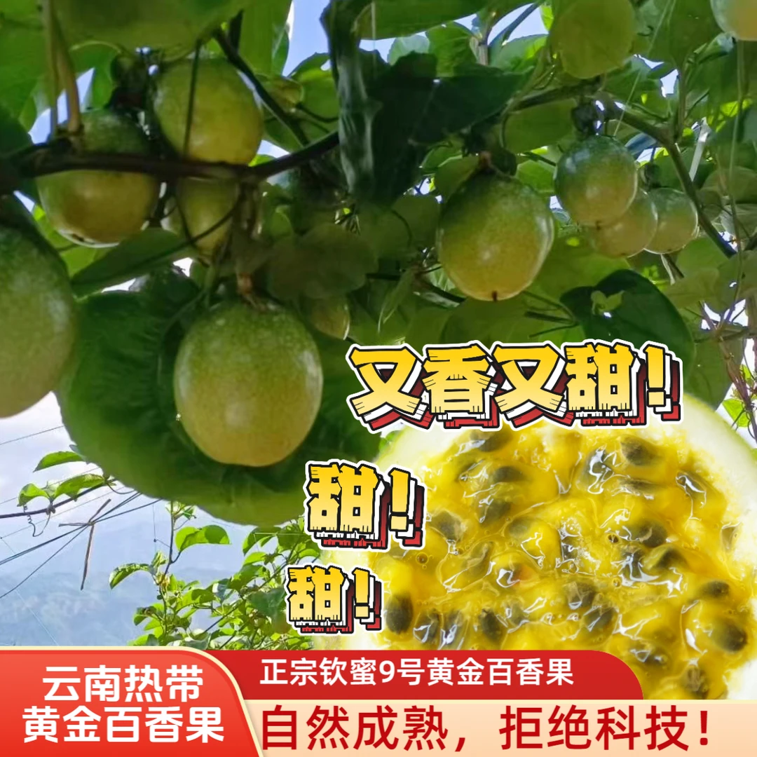 云南黄金百香果钦蜜9号热带地区现采现发新鲜香甜可口高品质大果