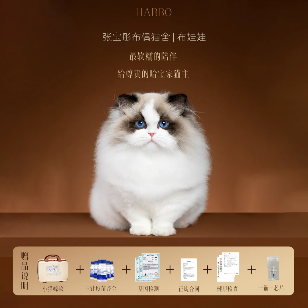 张宝彤布偶猫舍-米米球弟弟 | 新脸版创始猫舍