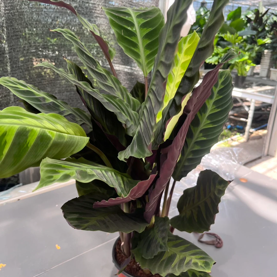 紫背天鹅绒竹芋室内盆栽耐阴好养净化空气网红植物