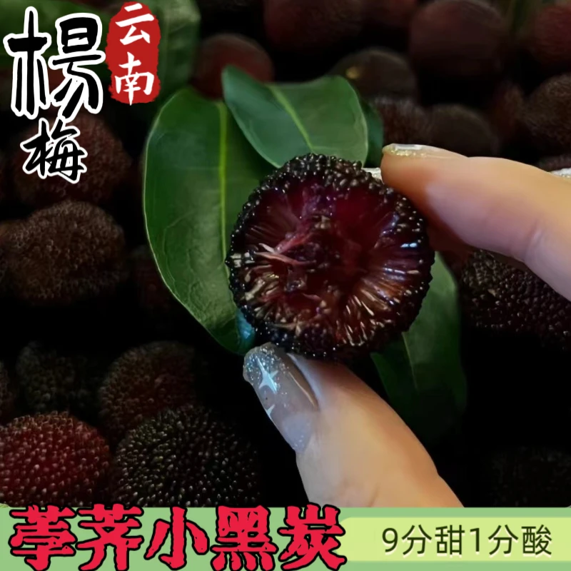 【现摘空运】杨梅鲜果云南石屏荸荠小黑炭新鲜杨梅现摘现发-3斤空运