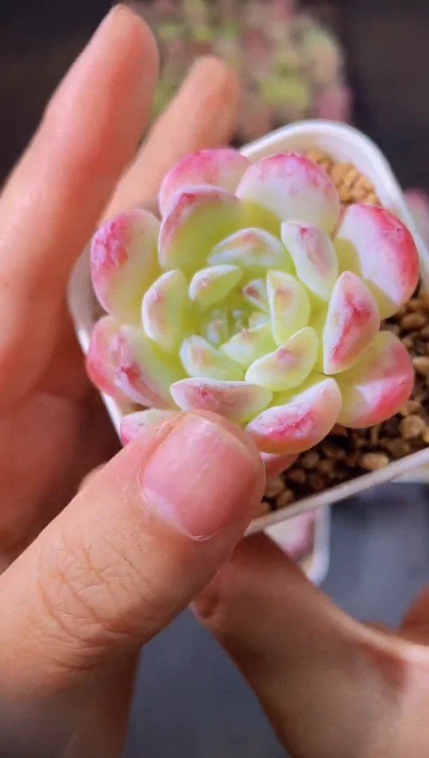 8540春华秋实量拍随机发一个