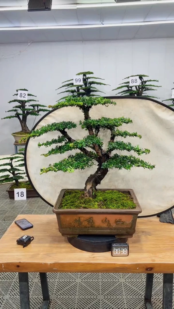 无花朵造型盆景一物一拍