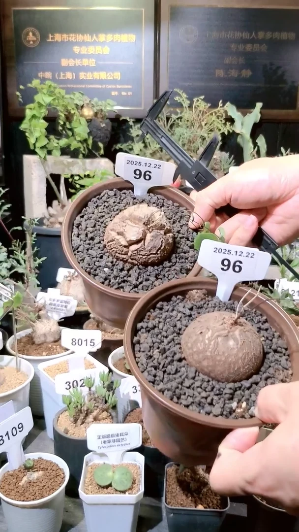 96号1222福利南非龟甲龙买一送一