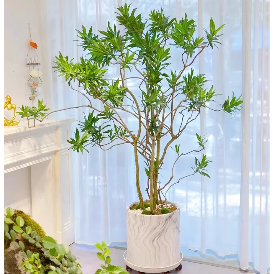 顺丰送货上门百合竹室内盆栽好养植物北欧风办公室绿植