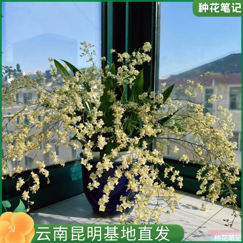 【大盆罗曼香梦香兰】罗曼香白色梦香兰办公室室内阳台好养绿植花