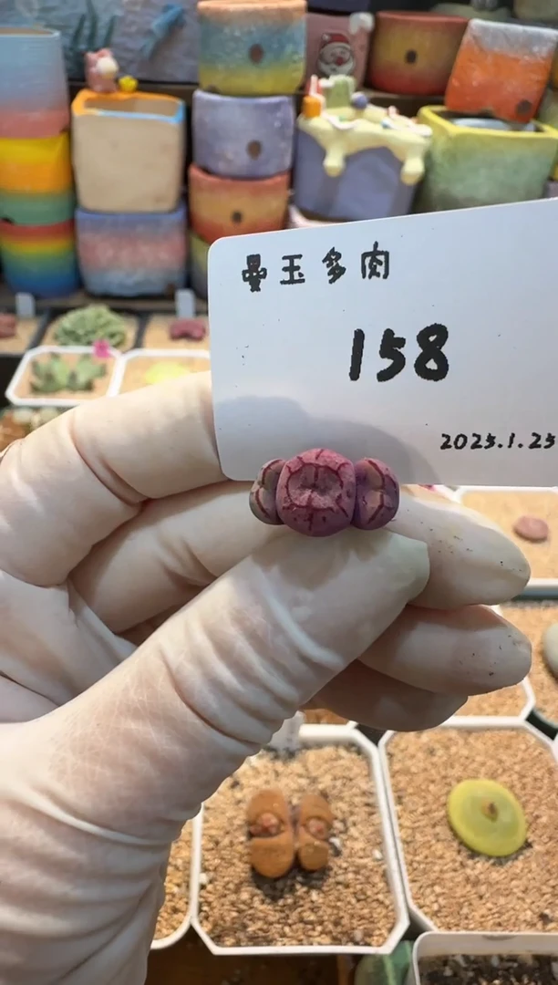 【闪购商品】25.1.25-158