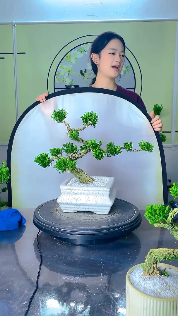 不开花植物广东雀舌皱皮黄杨
