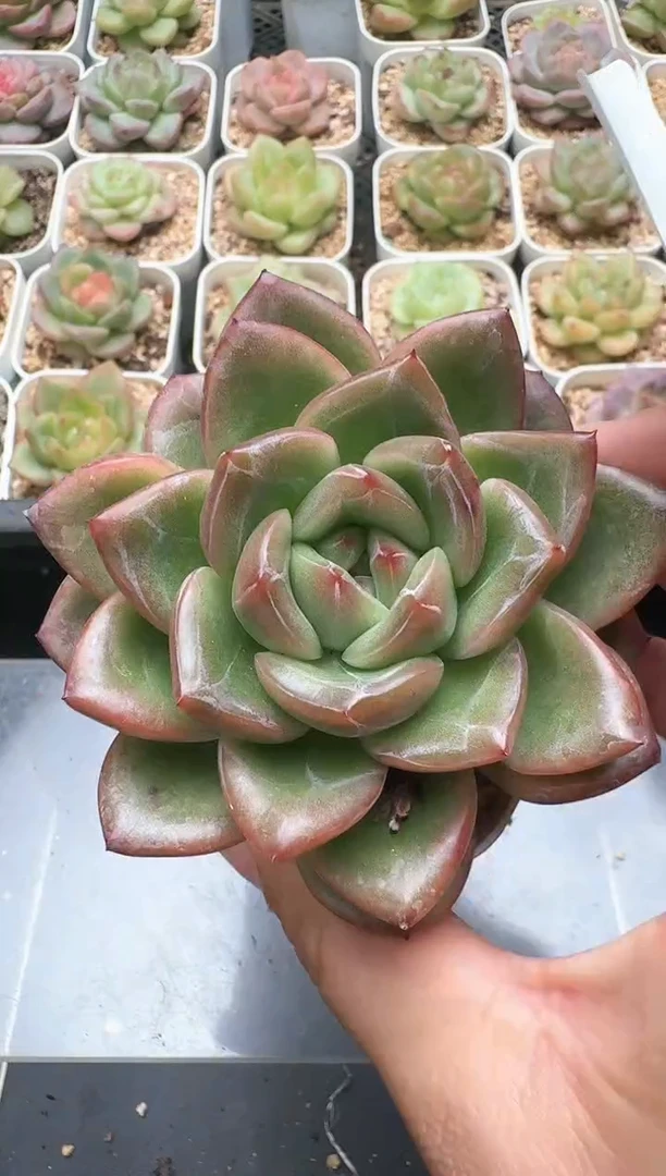989C云禹多肉植物 带盆土纸巾打包 3颗包邮
