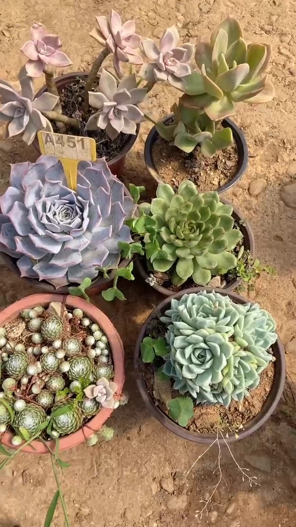 A451闪购清风花木兰多肉组合脱土发货