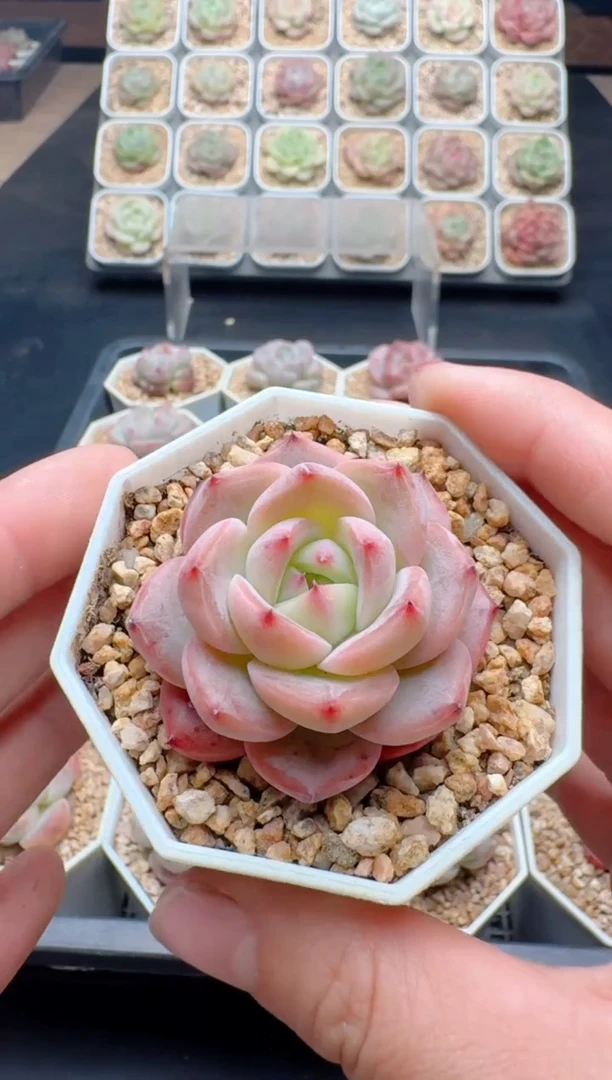 【闪购商品】226A多肉带盆土6.5杯当天拍3颗包柚