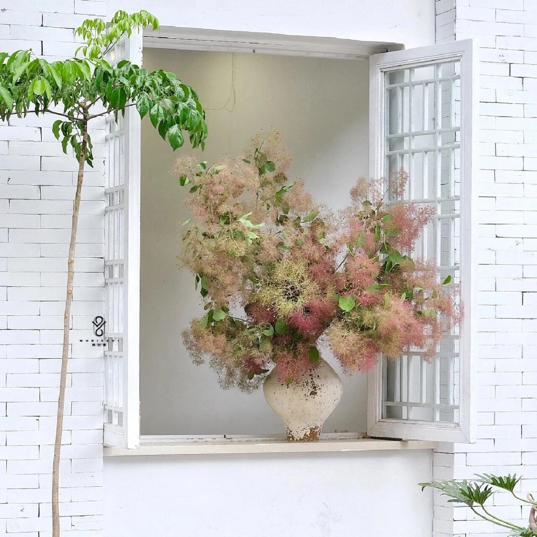 【雾中情人】 雾里看花小众高级 自带干冰效果的黄栌花