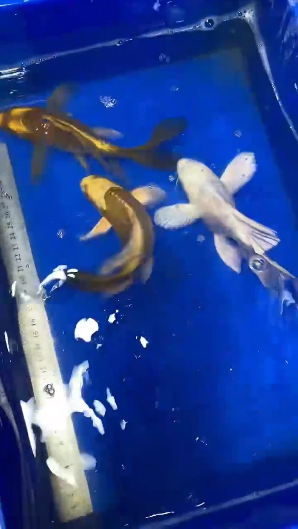 蝴蝶鲤鱼蝴蝶鲤直播选鱼专用链接 凭开箱视频售后