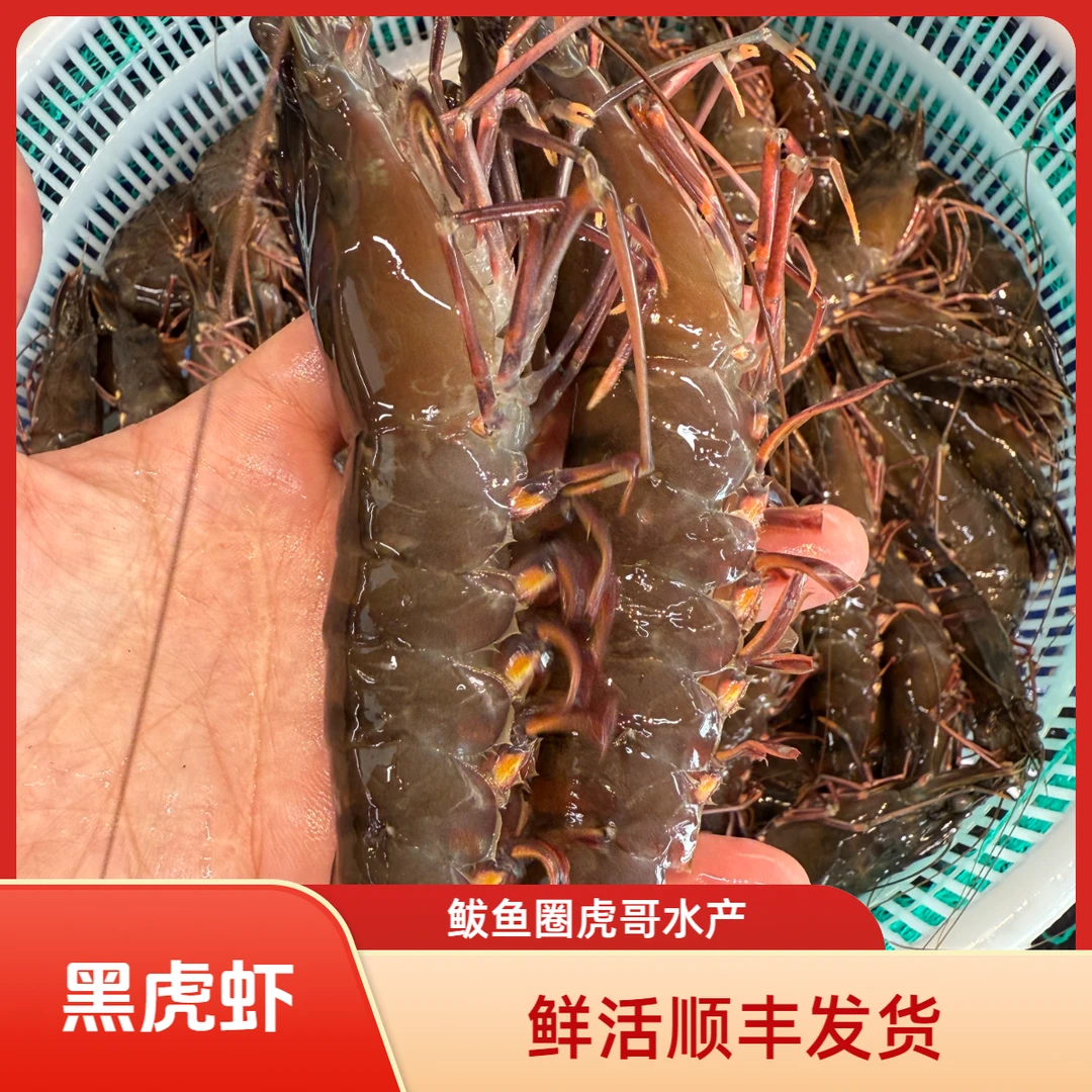 鲜活超大黑虎虾.肉质紧实口感Q弹7-14个一斤（顺丰发货）