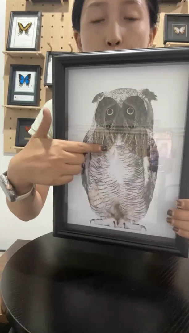 猫头鹰环蝶蝴蝶标本装饰画