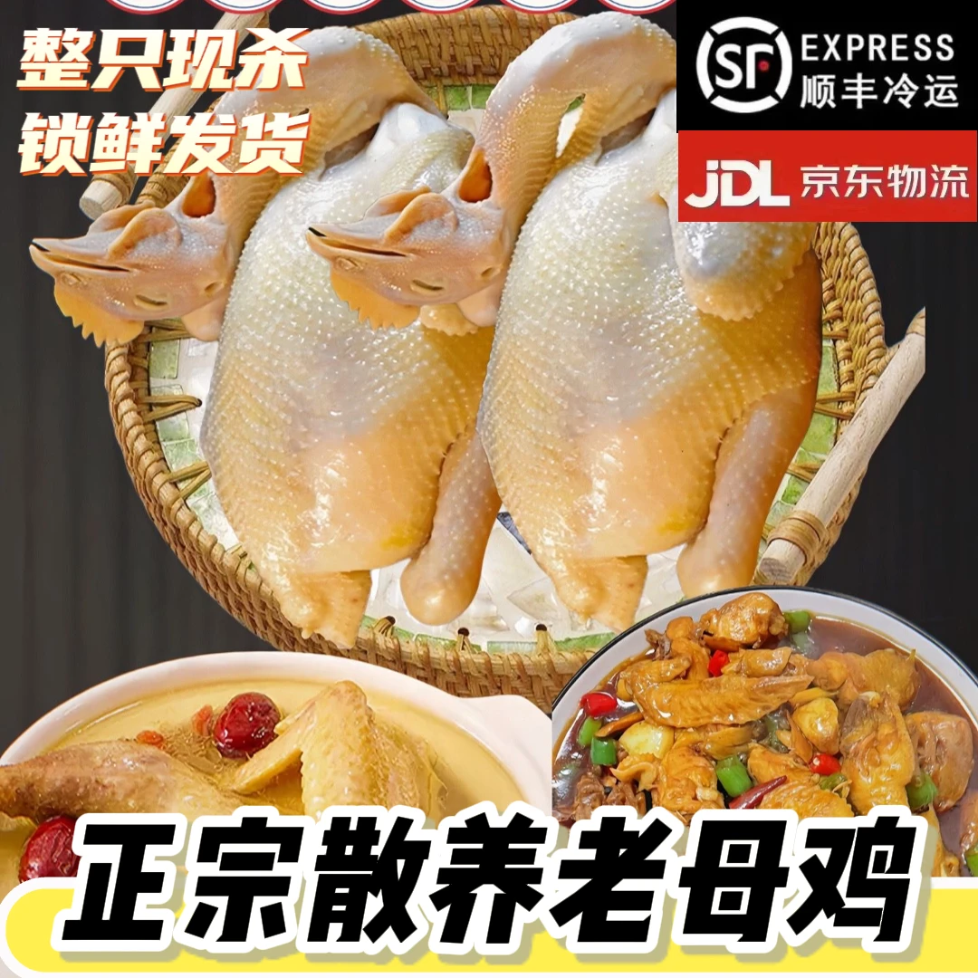 农家散养老母鸡整只土鸡煲汤必备新鲜宰杀冷链发货