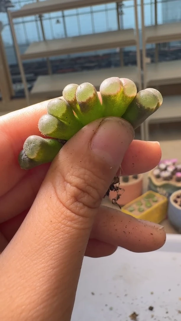 28-215多肉植物肉锥