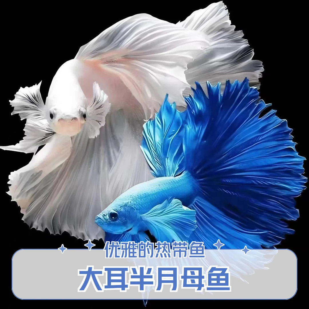 （随机发）大耳半月母斗鱼泰斗五彩小型热带观赏鱼混养繁殖抱卵母鱼