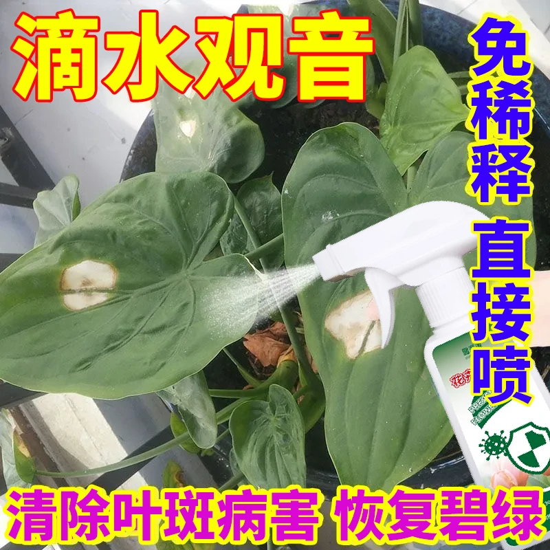 急救滴水观音病害防黄叶白粉炭疽病植物病菌净免稀释直喷型营养液