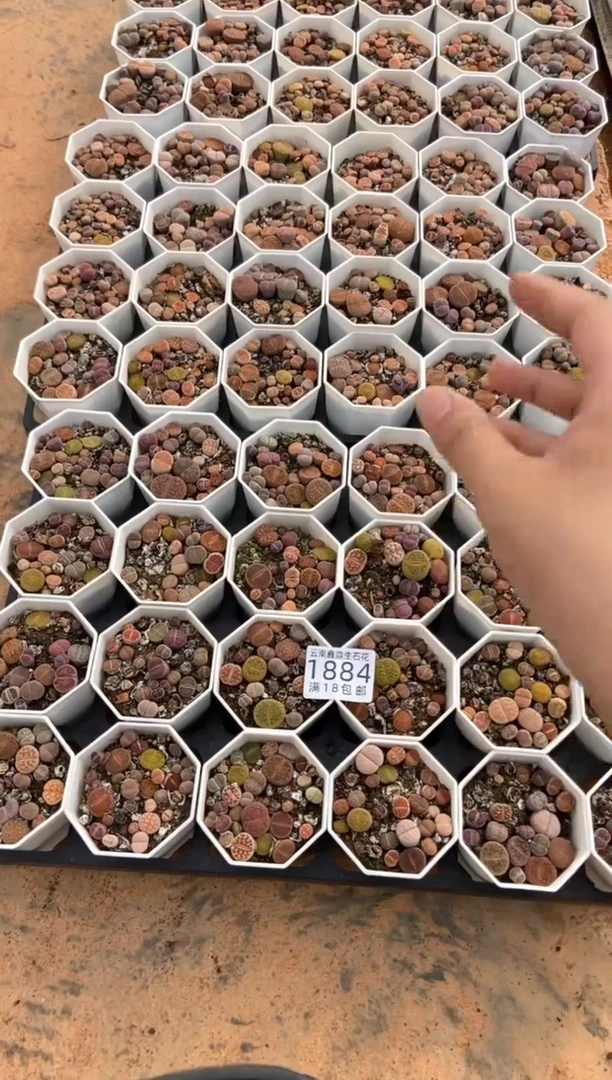 1884特价八角彩混有瑕疵发货2盒量拍