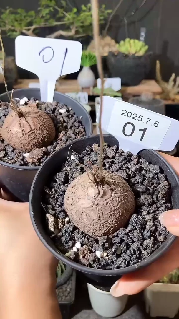 1号706福利南非龟甲龙买1送1个