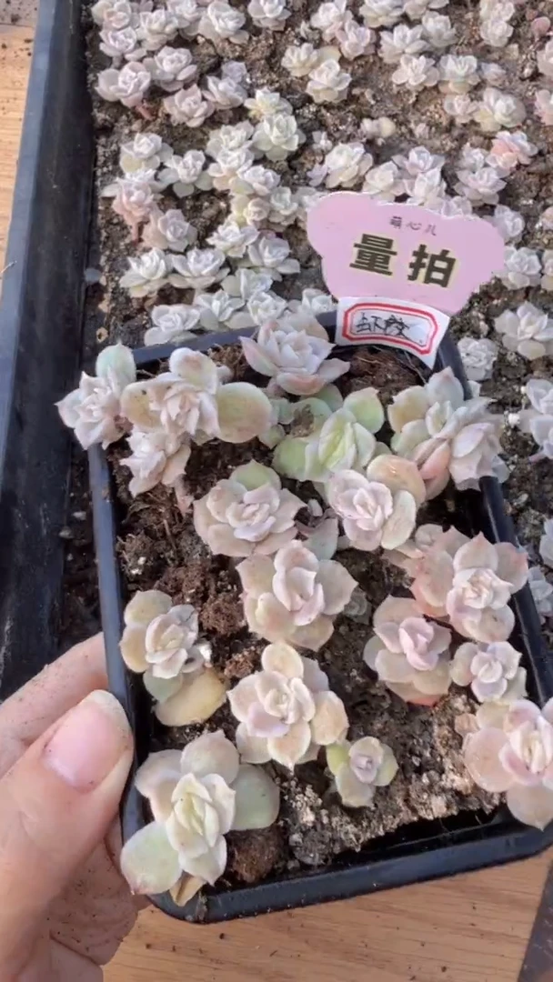 虾饺 切糕1盒 量拍多肉植物