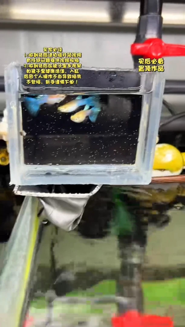孔雀鱼无怨孔雀鱼