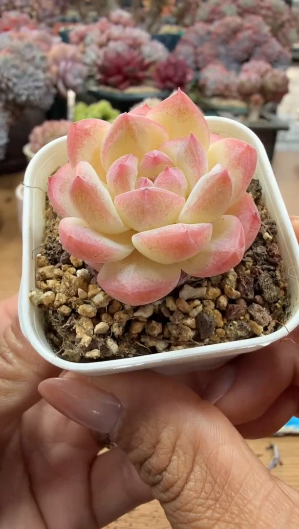 东云多肉园二店-141