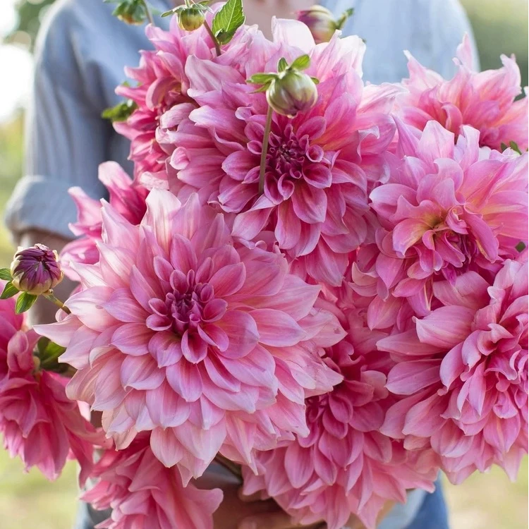 直播大丽花盆栽穴盘苗地瓜花苗四季开花庭院阳台室内室外种植好养
